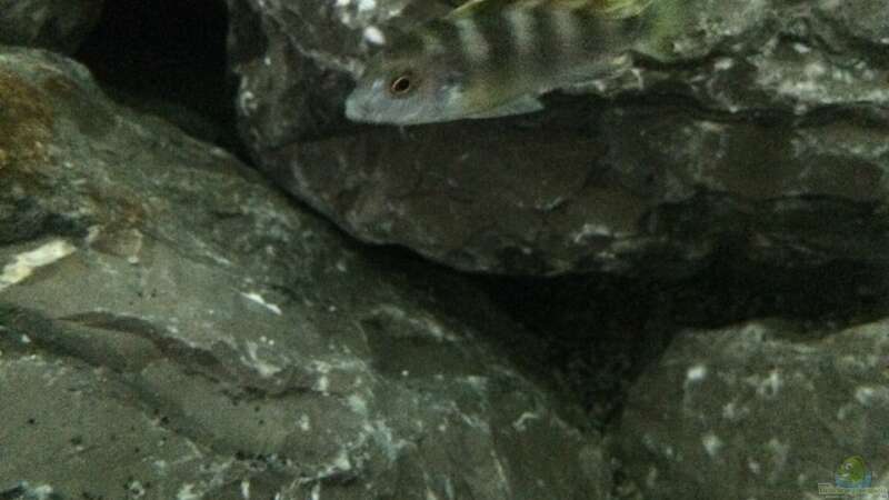 Labidochromis perlmutt von Tobias.Neher (55)