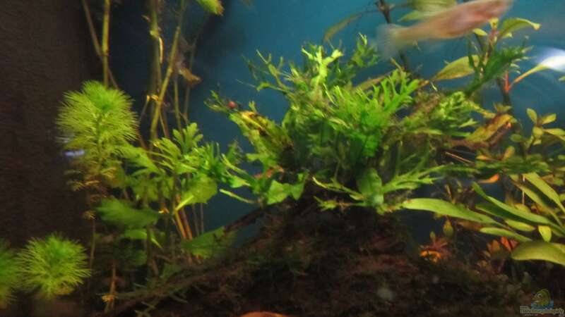 Pflanzen im Aquarium Becken 23505 von Shazrak (12)