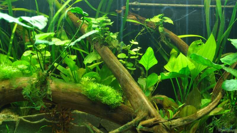 Pflanzen im Aquarium Mein eigenes Stück Amazonas von Andy90 (15)