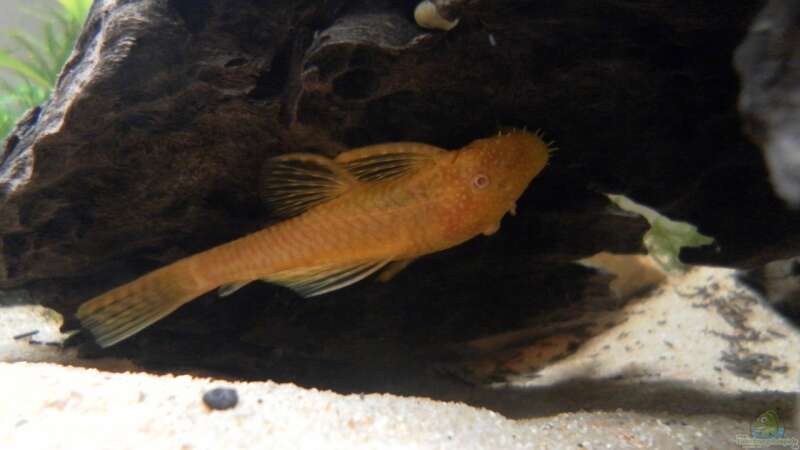 Albino L144 an einer Wurzel von Fisch Zimmer (4)