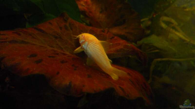 Albino Panzerwels auf rotem Tigerlotus von Fisch Zimmer (2)