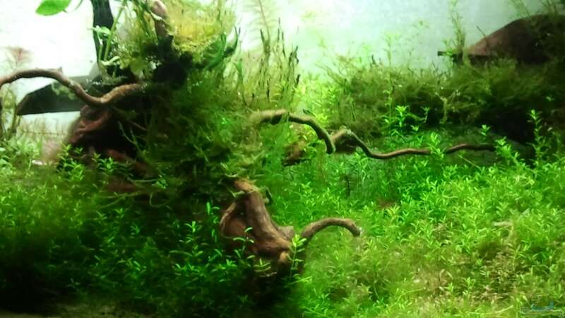 Dekoration im Aquarium Fantasy Forest von devilchen11 (7)