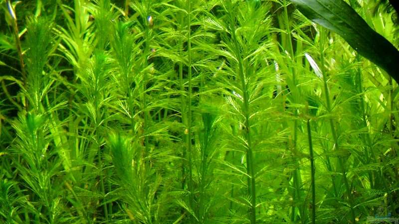 Myriophyllum elatinoides im Aquarium pflegen (Einrichtungsbeispiele für Tännelblattähnliches Tausendblatt)  - Myriophyllum-elatinoidesaquarium