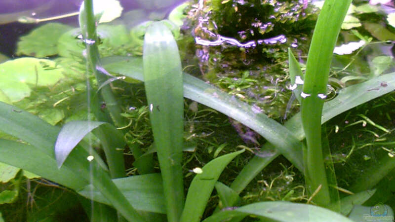 Spiranthes odorata - Wasserorchidee von Piscis (17)
