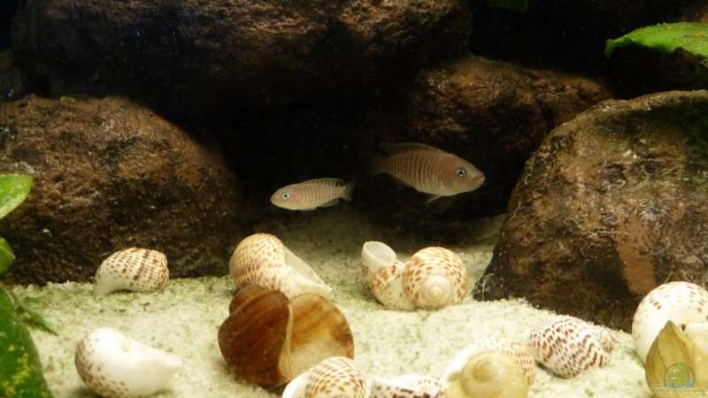 Besatz im Aquarium Kleiner Tanganjikasee von Der Michel (7)