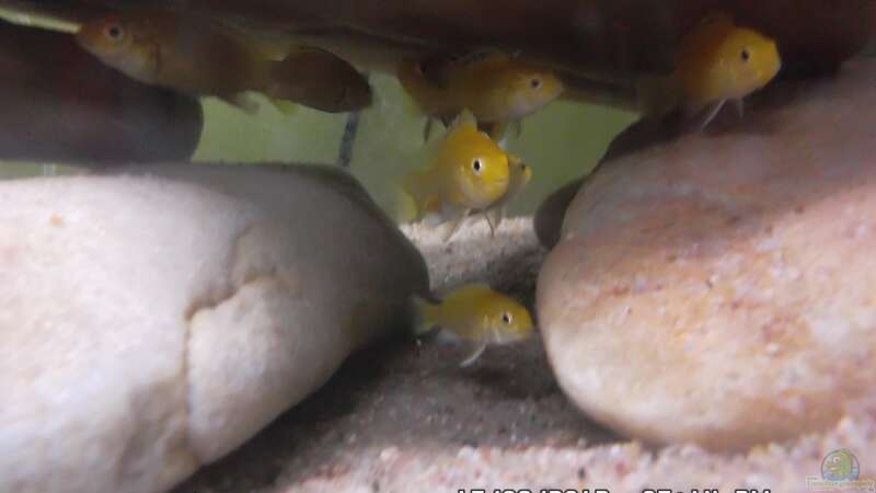 Aquarium Hauptansicht von Mbuna Baby Dream 1 von Cichlidenfan (1)