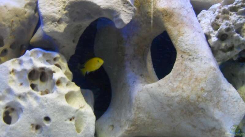 Labidochromis caeruleus Yellow von Crashdragon (24)