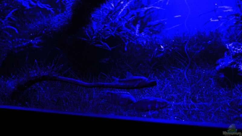 Die Bewohner nehmen das blaue Licht gerne an von OrangeBuschfisch (25)