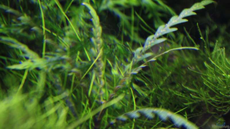 Pflanzen im Aquarium Stille Lichtung von OrangeBuschfisch (11)