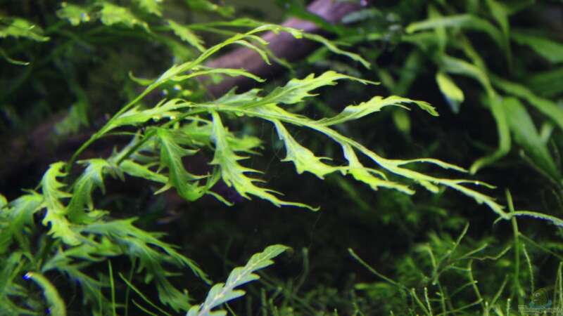 Pflanzen im Aquarium Stille Lichtung von OrangeBuschfisch (12)