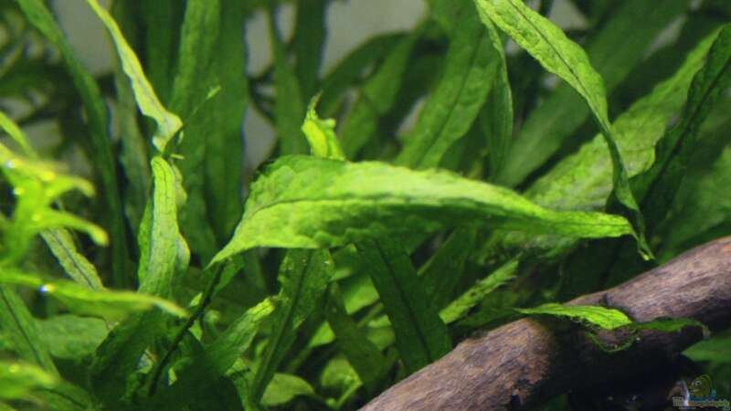 Pflanzen im Aquarium Stille Lichtung von OrangeBuschfisch (13)