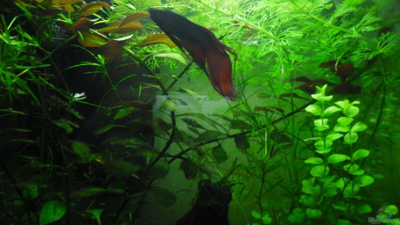 Aquarium Hauptansicht von Betta Männchen -rot- 30liter von schwarzwald (1)