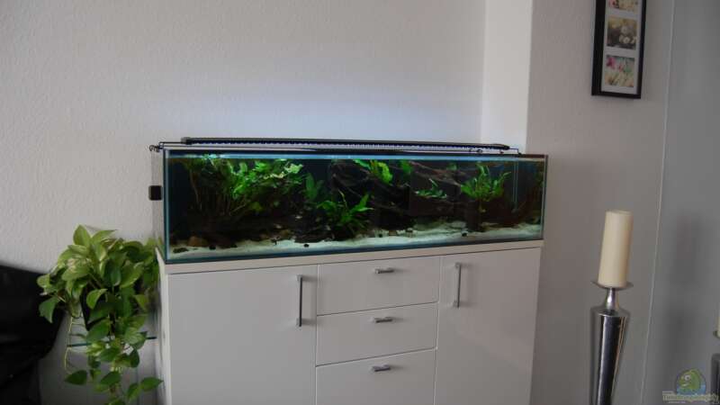Aquarium 130cm Asiatisches Flachwasser-Biotop von Berlin42 (16)