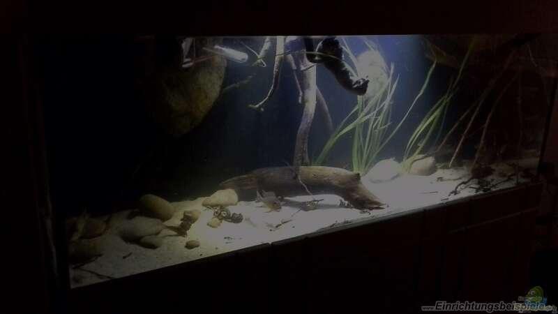 Aquarium Gibt es nicht mehr. von Dominik Wexenberger (12)