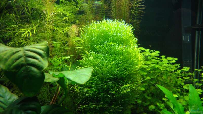 Pflanzen im Aquarium Nano Cube 60 Liter von Christoph Luz (17)