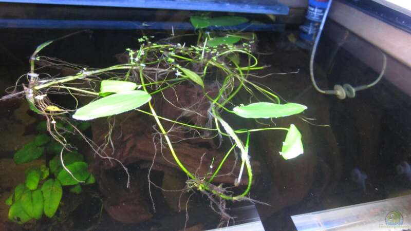 Pflanzen im Aquarium Diskus Traum # abgebaut# von Amamazonas Diskus (4)