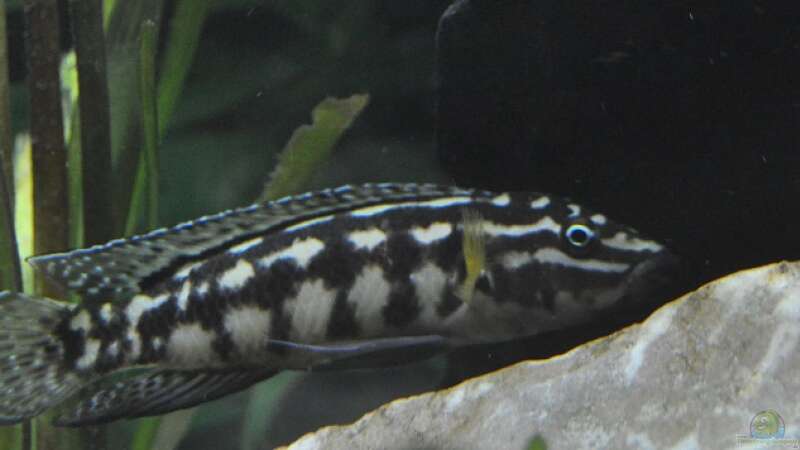 Weibchen meiner Julidochromis marlieri von Patrick Scheffer (10)