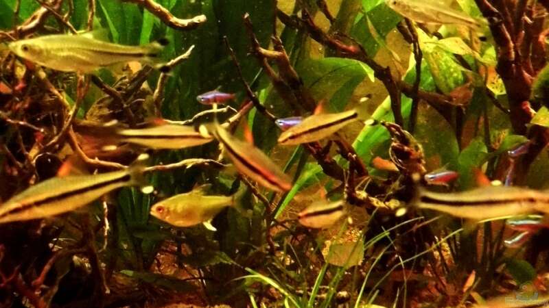Rasbora trilineata im Aquarium halten (Einrichtungsbeispiele für Glasbärblinge)  - Rasbora-trilineataaquarium