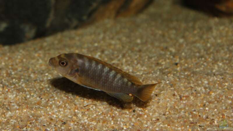 Labidochromis perlmutt von bergstrasse (20)