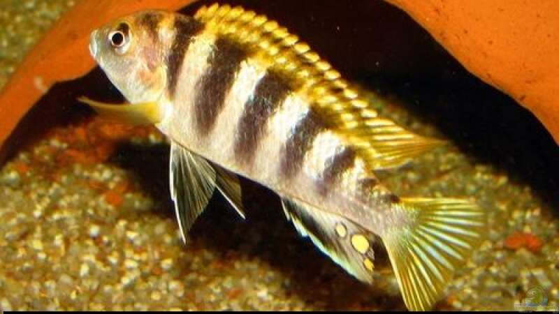 Einrichtungsbeispiele für Aquarien mit Labidochromis sp. perlmutt  - Labidochromis-perlmuttaquarium