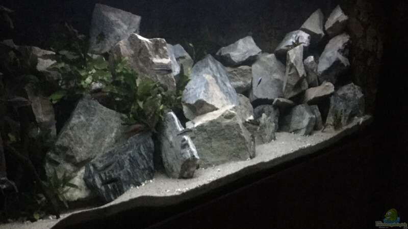 Aquarium Hauptansicht von Steinbruch von Lippi (1)