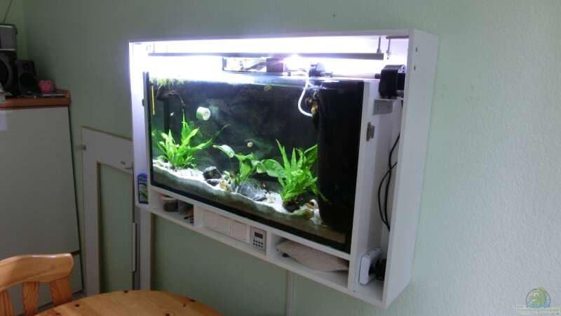 Aquarium Küchen Flatscreen Wandaquarium aufgelöst von The BugZ (7)