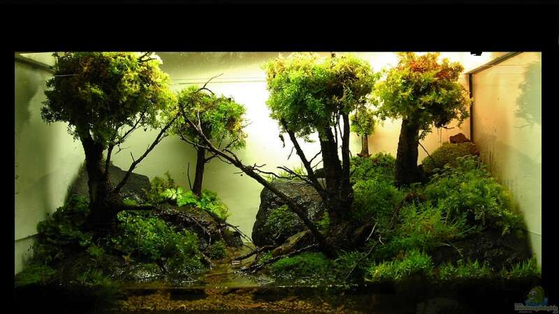 Aquarium &#039;Mossy Forest&#039; Paludarium von Aquascaping&Landscaping (2)