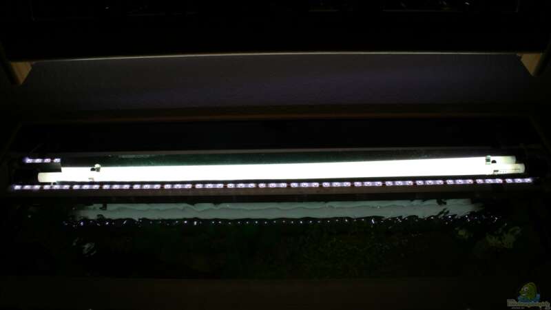 Eigenbau LED Schlauch + T5 von unten von Susanne Axt (11)