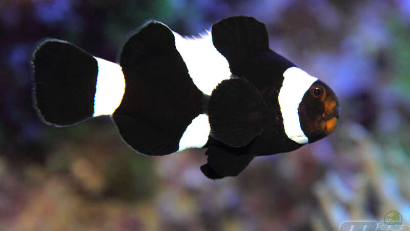 Aquarien mit Amphiprion ocellaris black (Clown-Anemonenfisch)  - Amphiprion-ocellaris-blackaquarium