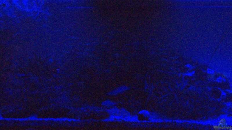 LED-Beleuchtung (Blau und Weiß) für die Nacht von SteB-Studio (6)