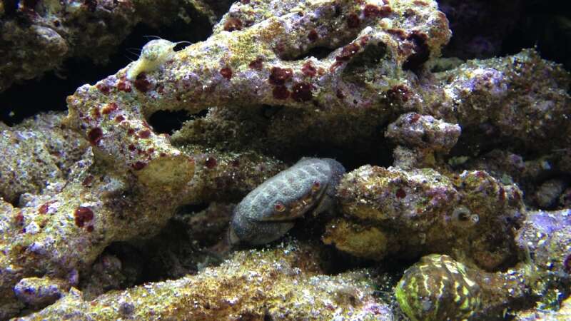 Besatz im Aquarium Vulcano Reef von Thomas Schneider (13)