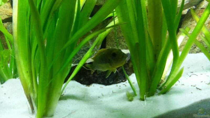 Labidochromis sp. hongi -red top zweites Weibchen mit Eiern im Maul von AFRA (11)