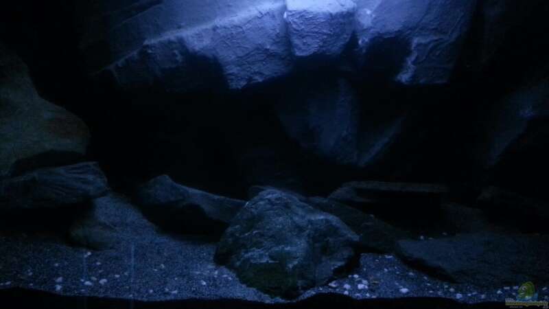Aquarium Dark Cave of Masala Island von Julien Preuß (7)