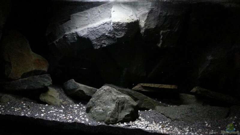 Aquarium Hauptansicht von Dark Cave of Masala Island von Julien Preuß (1)