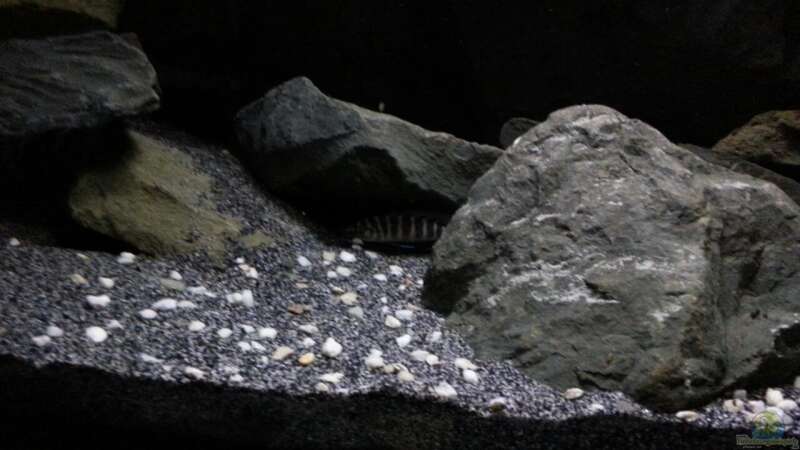 Besatz im Aquarium Dark Cave of Masala Island von Julien Preuß (13)
