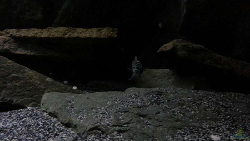 Besatz im Aquarium Dark Cave of Masala Island von Julien Preuß (14)