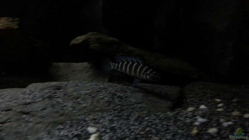 Besatz im Aquarium Dark Cave of Masala Island von Julien Preuß (15)