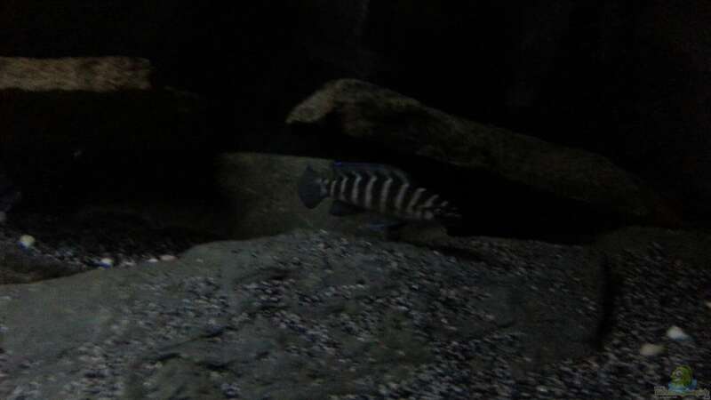 Besatz im Aquarium Dark Cave of Masala Island von Julien Preuß (17)