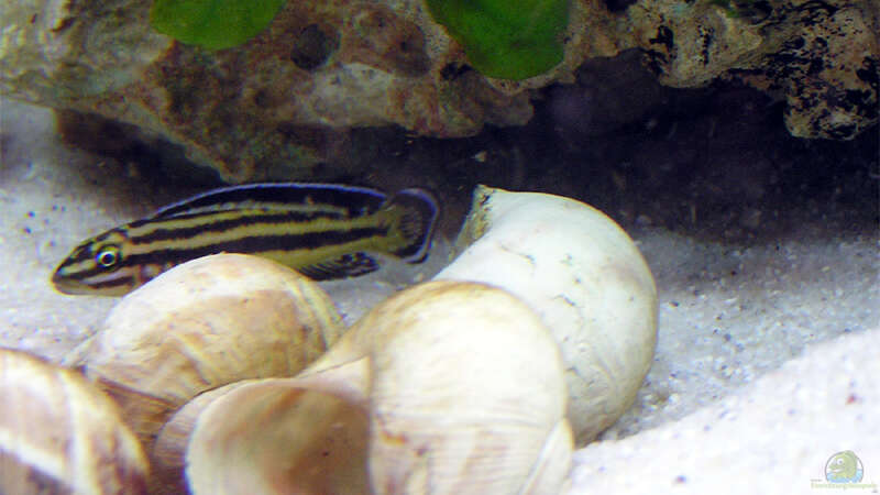 Aquarien mit Julidochromis regani (Vierstreifen-Schlankcichlide)  - Julidochromis-reganiaquarium