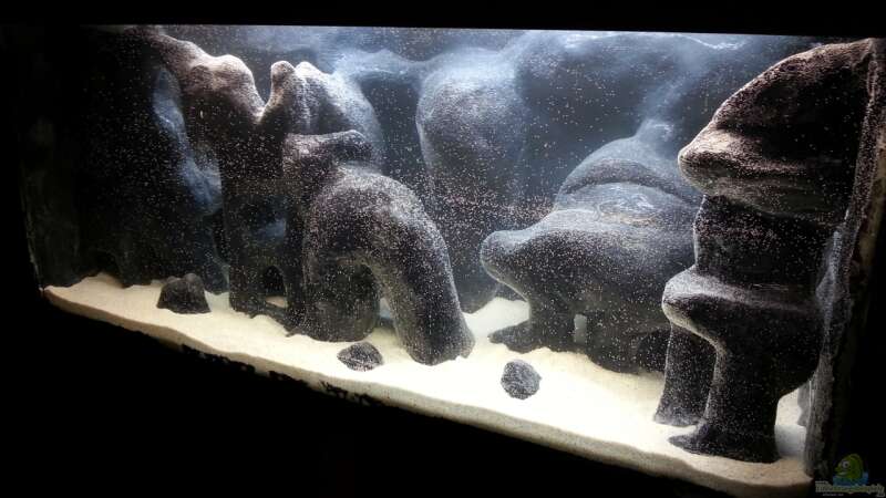 Aquarium Hauptansicht von 450 Liter Malawi von Michael Boeck (1)