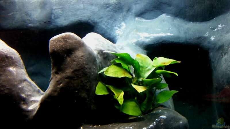 Pflanzen im Aquarium 450 Liter Malawi von Michael Boeck (7)