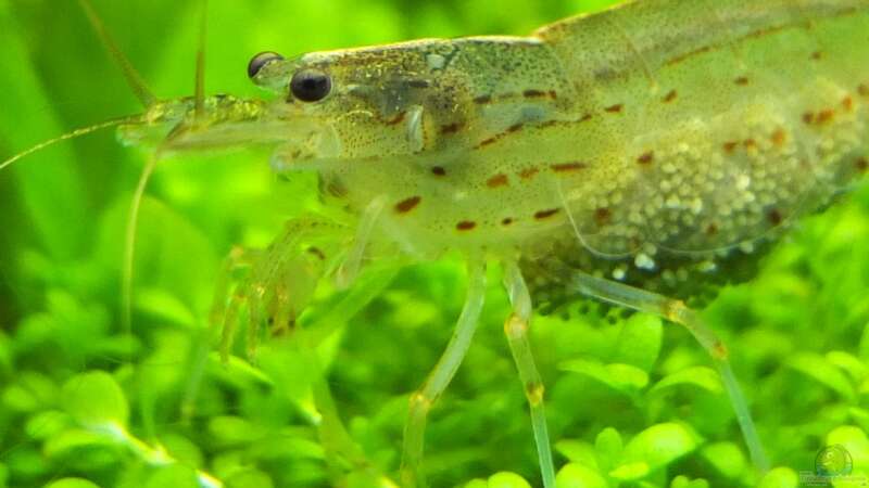 Besatz im Aquarium Guppytraum (Nur noch als Beispiel) von axolotl (55)