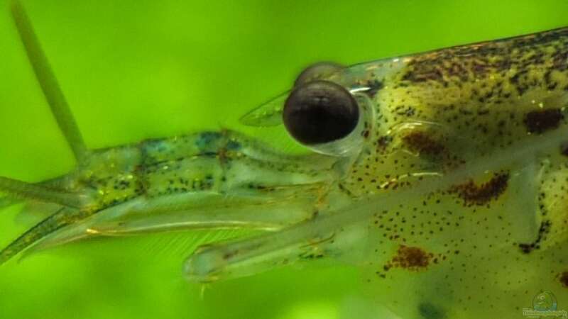 Besatz im Aquarium Guppytraum (Nur noch als Beispiel) von axolotl (59)