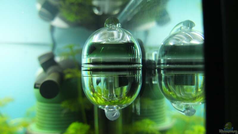 CO2 Dauertest von axolotl (32)