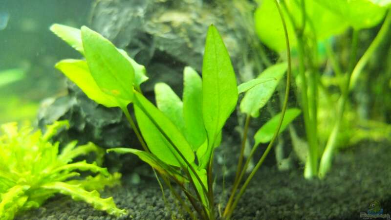 cryptocoryne wendtii green von axolotl (27)
