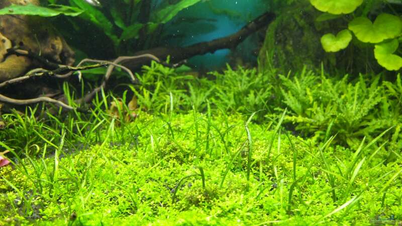 HCC wächst ! von axolotl (22)