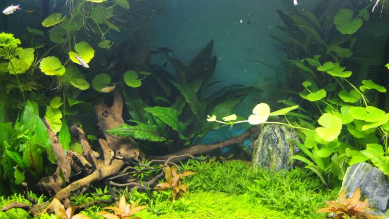Nur LED Beleuchtung von axolotl (9)