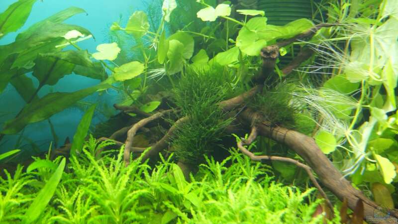 Taxophyllum barbieri aufgebunden (1. Versuch) von axolotl (5)