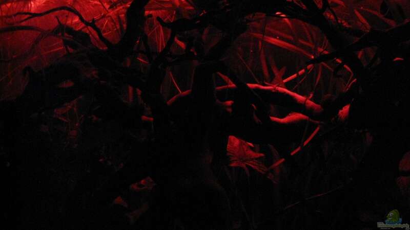 Rote LED von Jemafa (11)