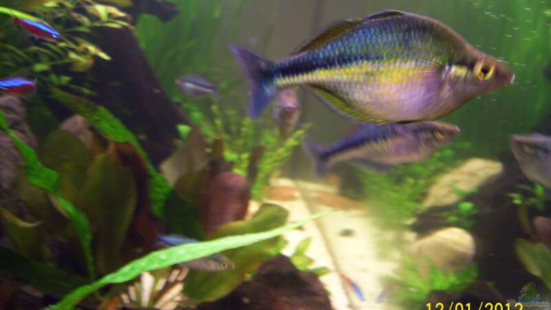 Blauer Regenbogenfisch von kaktus-jones (46)
